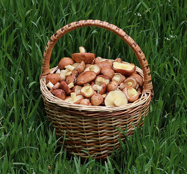 File:Edible fungi in basket 2020 G1.jpg