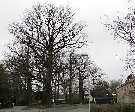 Eichengruppe in Isernhagen Süd Im Kamp (102)