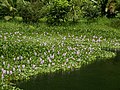 Eichhornia crassipes (habitus) 1.jpg