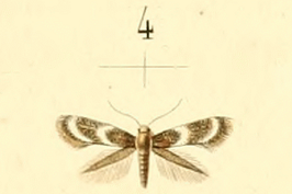 Elachista griseella