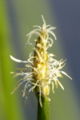 Gewone waterbies (Eleocharis palustris)