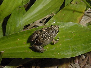 <i>Eleutherodactylus varleyi</i> Species of amphibian