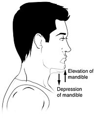 Elevation and depression of the jaw.