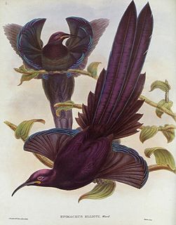 Elliots bird-of-paradise