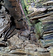 Emesaya brevipennis (benang berkaki assassin bug makan pada fly) (Tener Gunung Rt. 32 roadcut, southern Ohio, amerika SERIKAT) 2 (17250569821).jpg