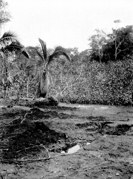 File:En del av ett undersökt indianskt gravfält. Sambú River, Darién. Panama - SMVK - 004029.tif