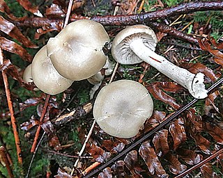 <i>Entoloma sericellum</i> Species of fungus