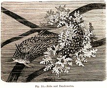 Woodcut of marine nudibranchs Eolis and Dendronotus Eolis and Dendronotus woodcut in Beddard Animal Coloration 1892.jpg