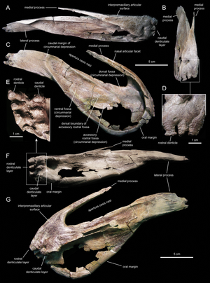 Hadrosauridae