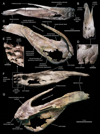<i>Eotrachodon</i> Extinct genus of reptiles