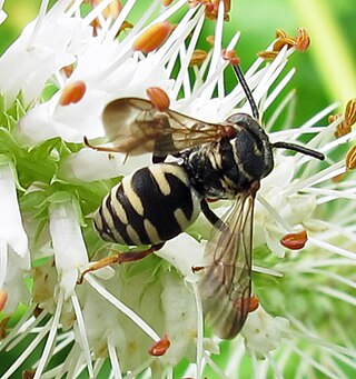 <i>Epeolus canadensis</i> Species of bee