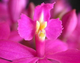 <i>Epidendrum <span style="font-style:normal;">sect.</span> Schistochila</i> Group of orchids