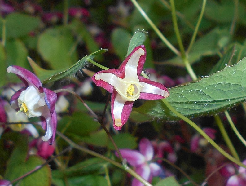 File:Epimedium rubrum 2016-04-22 8647.jpg