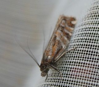 <i>Epinotia mercuriana</i> Species of moth