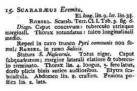 Copy of first description