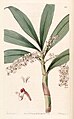 Pinalia floribunda (as syn. Eria floribunda) plate 20 in: Edwards's Bot. Register (Orchidaceae), vol. 30, (1844)