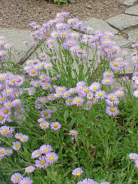 File:Erigeron glabellus1.jpg