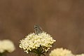 Eriogonum compositum