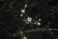 Eryngium nudicaule