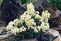 Erysimum insulare subsp. suffrutescens