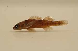 Etheostoma collettei FWS 20906.jpg