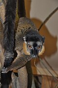 Plzeň Zoo breeds many species of lemur.