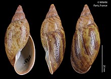 Eumecostylus almiranta (MNHN-IM-2015-4057).jpeg