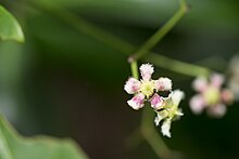 Euonymus cochinchinensis (29466751707).jpg