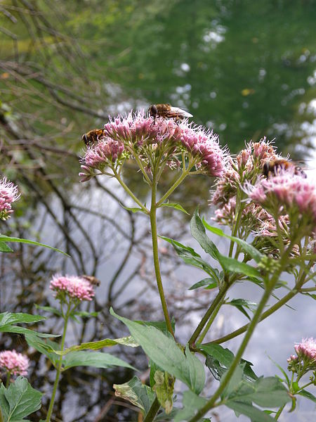 File:Eupatorium cannabinum flowers.jpg