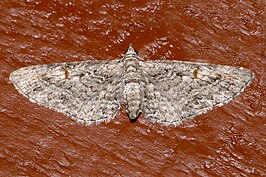 Eupithecia graefii