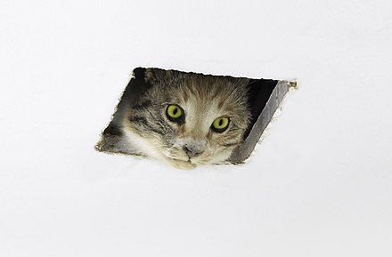 The sculptural recreation of the "Ceiling Cat" meme by artists Eva & Franco Mattes
