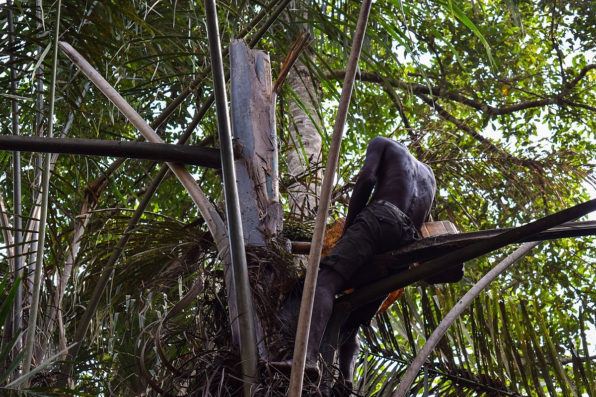 Raffia palm - Wikipedia