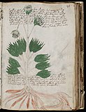 Страница от „ботаническия“ раздел