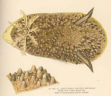 FMIB 39593 Acanthodoris brunea MacFarland Dorsal view және өте кеңейтілген доральді папиллалардың егжей-тегжейі.