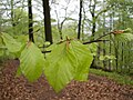 Fagus sylvatica (photo↑)