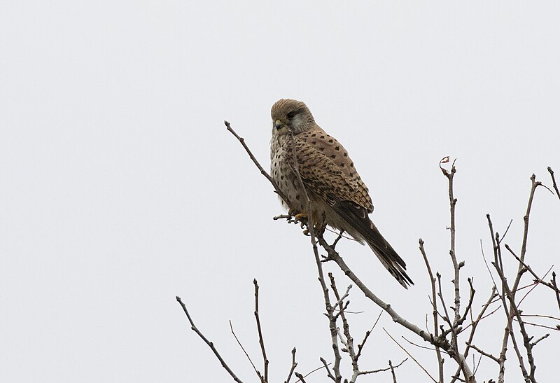 File:Falco tinnunculus - Common Kestrel (female), Adana 2016-12-16 01-5.jpg