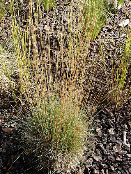 Festuca arvernensis