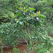 Ficus benguetensis.jpg