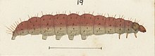 Illustration of H. eriphylla larva by George Hudson. Fig 19 MA I437600 TePapa Plate-I-The-butterflies full (cropped).jpg