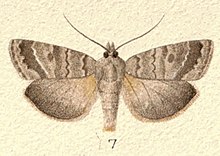 P. caerulea illustrated by George Hudson Fig 7 New Zealand Moths and Butterflies (1898) 04 (cropped).jpg