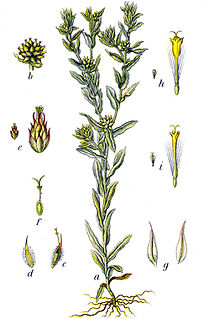 <i>Filago vulgaris</i> Species of flowering plant