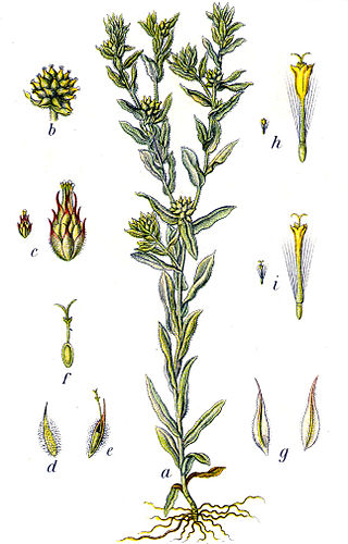 <i>Filago vulgaris</i> Species of flowering plant