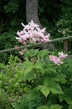 Filipendula glaberrima.jpg