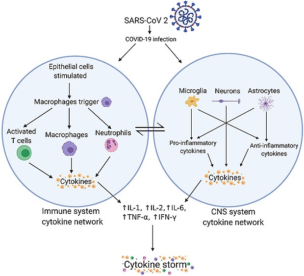 Цитокиновый шторм. Цитокиновый шторм при ковид 19. Цитокиновый шторм иммунология. Цитокиновый шторм патогенез. Схема цитокинового шторма.
