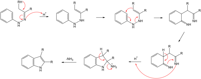 The mechanism of the Fischer indole synthesis Fischer Indole Mechanism.png