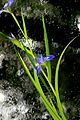 Iris virginica, or Virginia iris