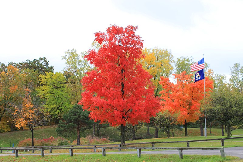 File:Flags Flying Over Ford Lake Park, Ypsilanti Township, Michigan - panoramio.jpg