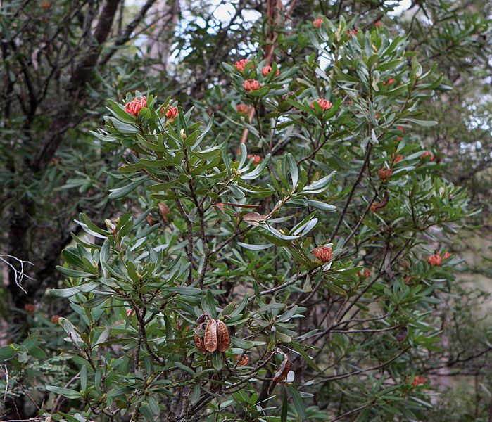 File:Flickr - brewbooks - Telopea truncata (Tasmanian Waratah).jpg