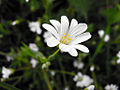 Muruxa estrelada (Stellaria holostea)