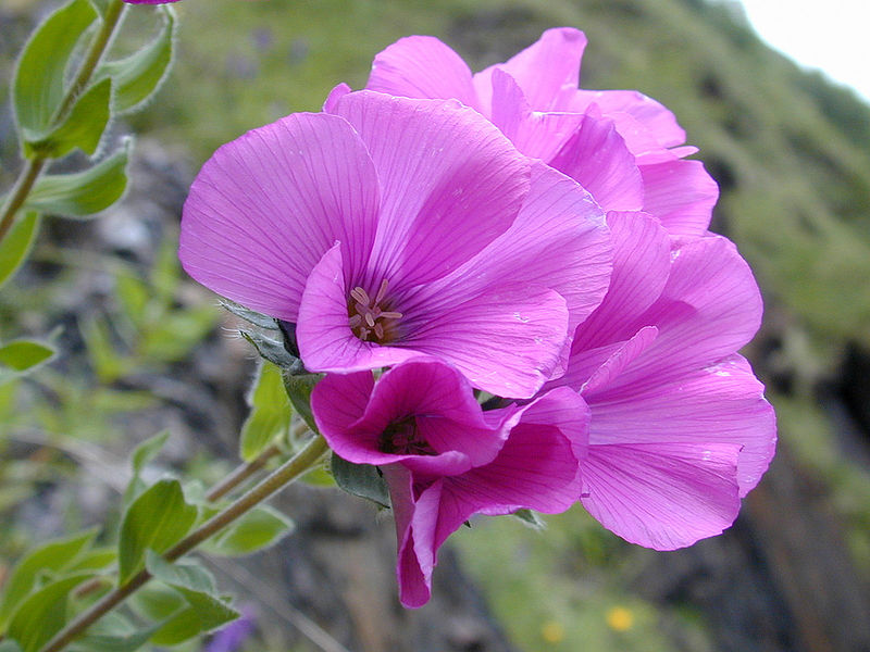 File:Flower in Georgia (2).jpg